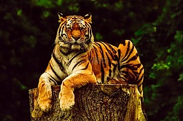 虎,動物,野生動物