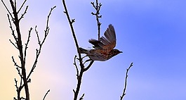 鳥,飛行,動物
