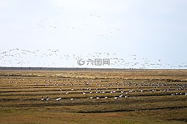 雁,梅克倫堡,北