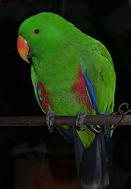 自然,鳥,綠色