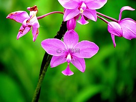 蘭花,花,性質(zhì)
