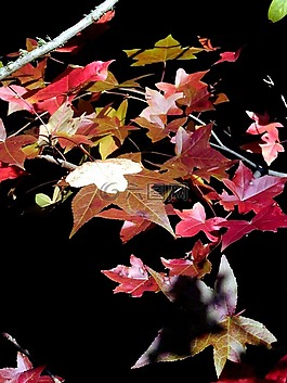 秋天,顏色,樹(shù)