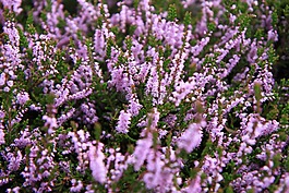 背景,盛開(kāi),開(kāi)花