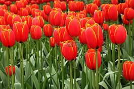 背景,盛開(kāi),開(kāi)花