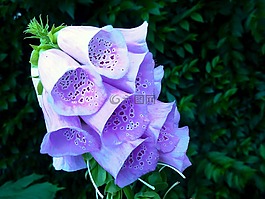 桔梗,紫,花