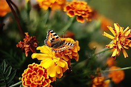 蝴蝶,花,夏天