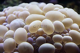 泡沫,珊瑚,動(dòng)物