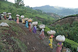 茶,集合,場
