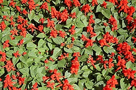 花壇,紅色,花的