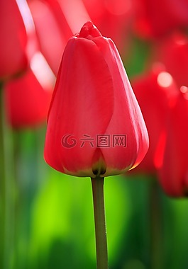 美,盛開,開花