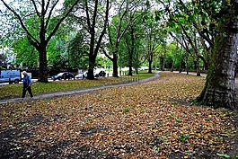 綠色,公園,老
