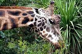 長頸鹿,動(dòng)物園,食品