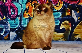 英国短毛猫,猫,布朗