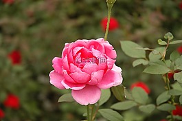 花的,植物,自然