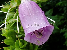 桔梗,紫,花