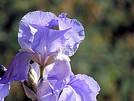 虹膜,花,紫