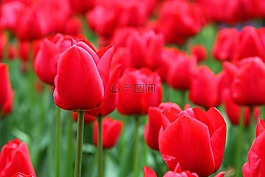 背景,盛開(kāi),開(kāi)花