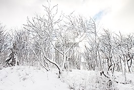 冷,和平,雪