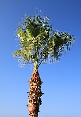 藍色,椰子,綠色
