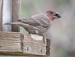 鳥(niǎo),野生動(dòng)物,關(guān)閉了