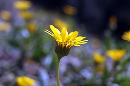 開花,黃色,花的
