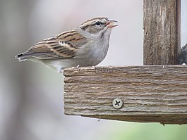 鳥,可愛,野生動物
