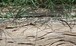 蜥蜴,六襯racerunner,自然