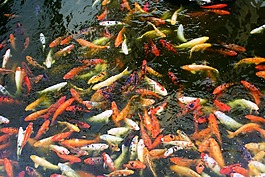 錦鯉,魚,科羅拉多州的貝爾