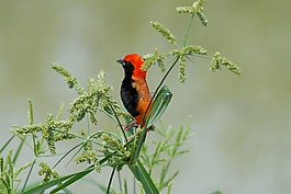 鳥,輕量級,坦桑尼亞