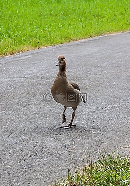 nilgans,鹅,鸟