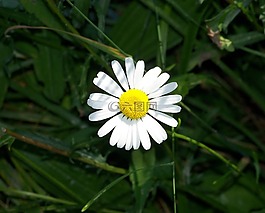 雛菊,花,白
