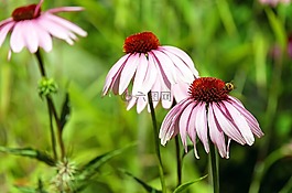 太陽帽子,花,開花