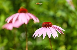 太陽帽子,花,開花