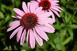 太陽帽子,花,開花
