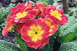報春花,紅色黃色,春天