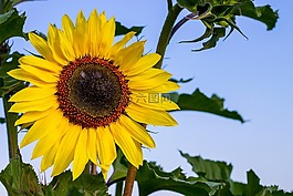 夏季,太陽花,黃色