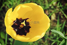 郁金香,黃色,開花