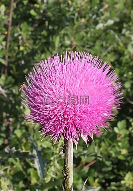 粉紅色,花,科羅拉多州