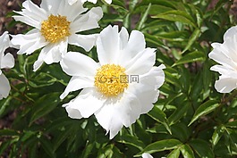 洁白的花朵,雏菊,花园