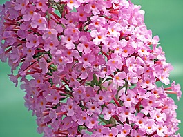 花的,植物,自然