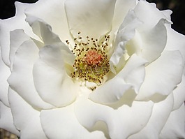 玫瑰,白,盛開