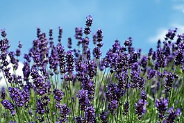 熏衣草,鮮花,盛開(kāi)