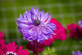 海葵,花,紫