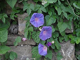 植物,气味的ete,花园