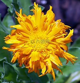 花的,植物,自然