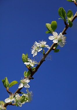 農(nóng)業(yè),蘋果,盛開