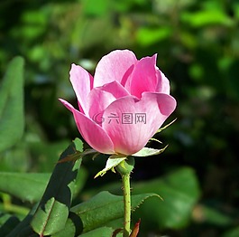 玫瑰,粉紅色,盛開