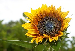 向日葵,黃色,花