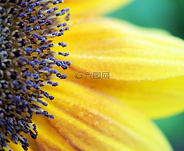 向日葵,黃色,花