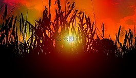 太陽,日落,天空